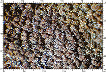 Balsamia vulgaris